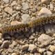 Caterpillars and Abortions