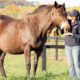Laminitis in the Pregnant Mare