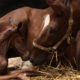 Foaling