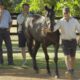 Lameness in Yearlings: Part 2