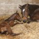 Post Foaling Complications