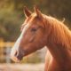 Worm Control – Are You Up To Date?