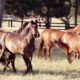 Preparing Your Dry Mare This Breeding Season