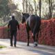 Preparing Your Stallion For The Breeding Season