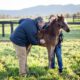 21 Reasons To Contact Your Veterinarian This Foaling Season