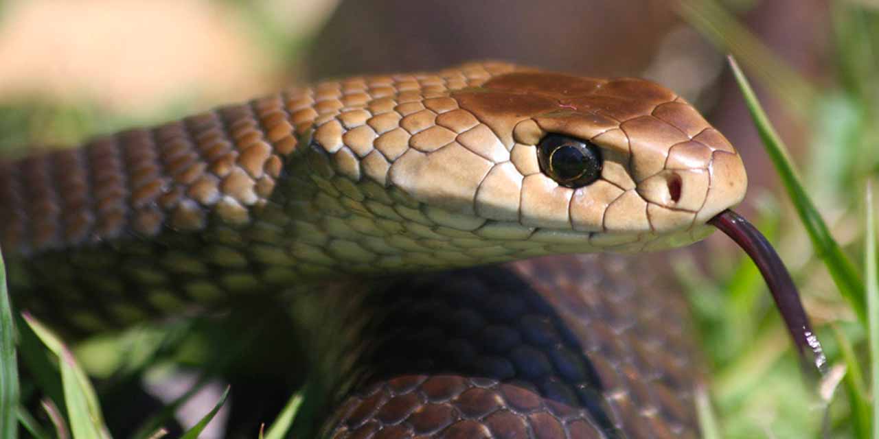 Horse Snake Bite Symptoms Australia Avenel Equine Hospital