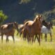 What is a Caslicks procedure and why do some mares need them?